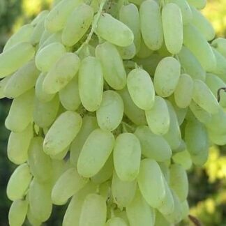 SUNDAR khani 🍇 grapes 500 gms